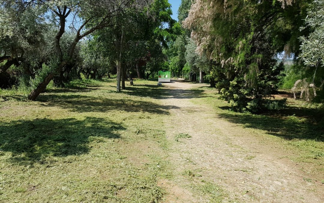 En marcha los nuevos trabajos de desbroce y mantenimiento en la laguna El Raso