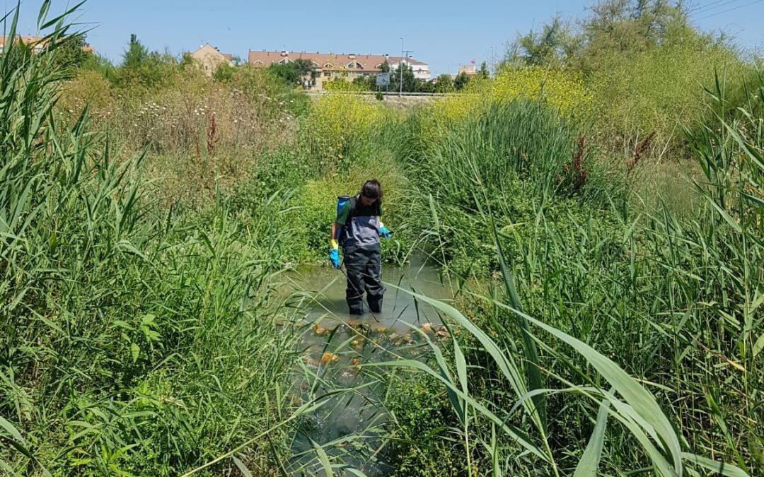 Nuevas actuaciones en el arroyo Pantueña para controlar la mosca negra