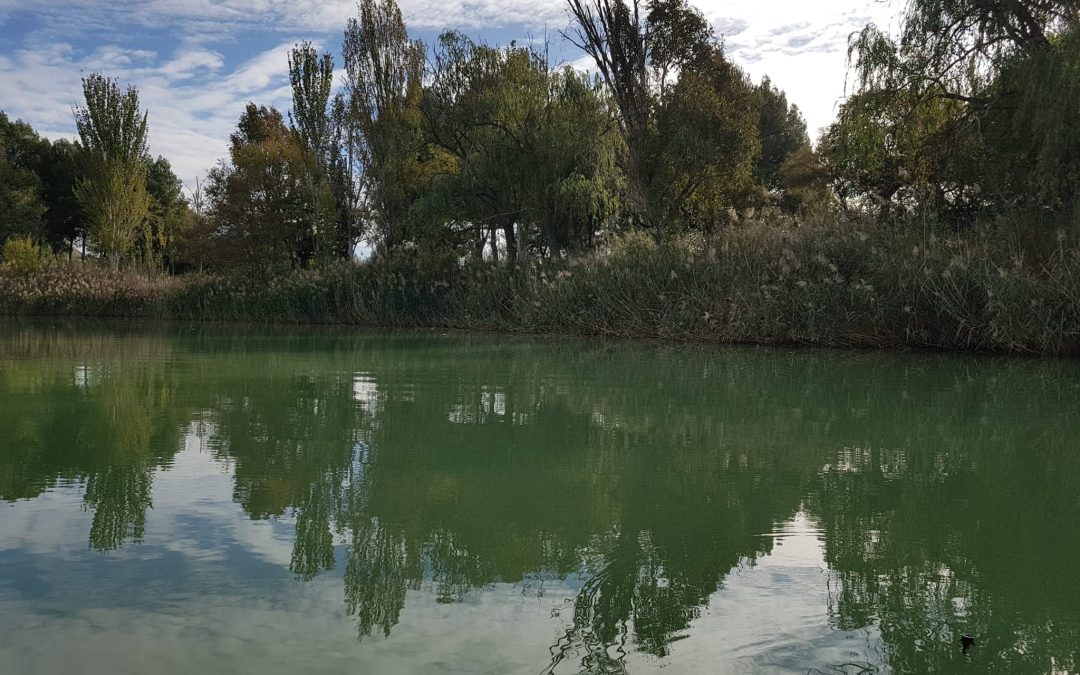 Durante esta semana, y como consecuencia de un proceso natural, la laguna El Raso ha sufrido un cambio de coloración en la lámina de agua provocada por la falta de oxígeno, así como la emisión de un olor desagradable