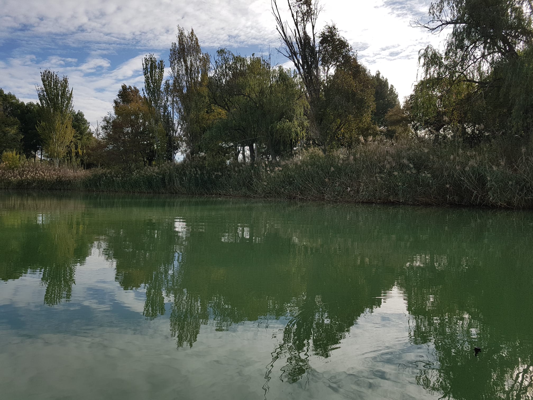 Durante esta semana, y como consecuencia de un proceso natural, la laguna El Raso ha sufrido un cambio de coloración en la lámina de agua provocada por la falta de oxígeno, así como la emisión de un olor desagradable