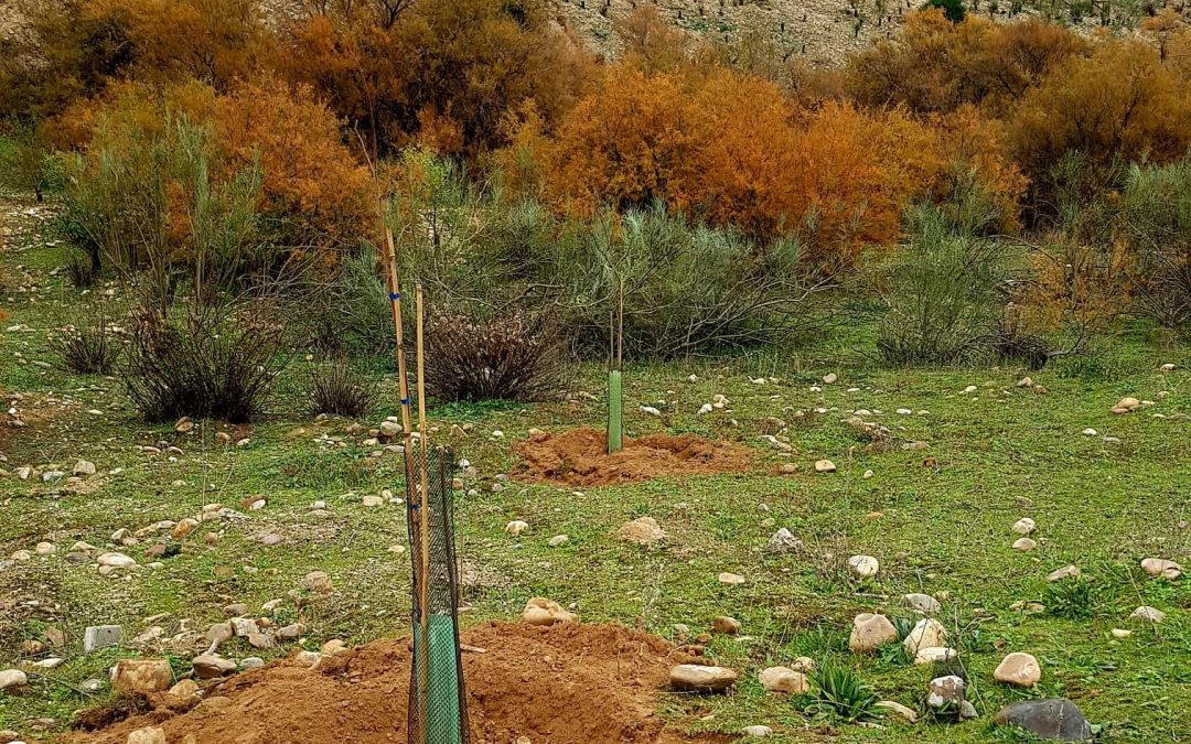 Plantación de 25 olmos y 25 fresnos en el paraje de la laguna Miralrío