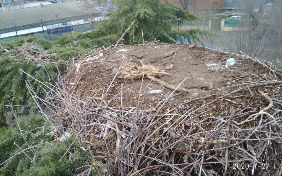 El Ayuntamiento de Velilla retira un nido de cigüeñas y otro de cotorras argentinas por riesgo de caída