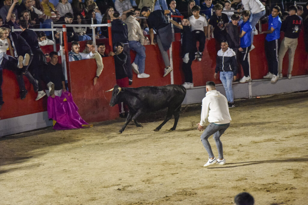 Suelta de vaquillas