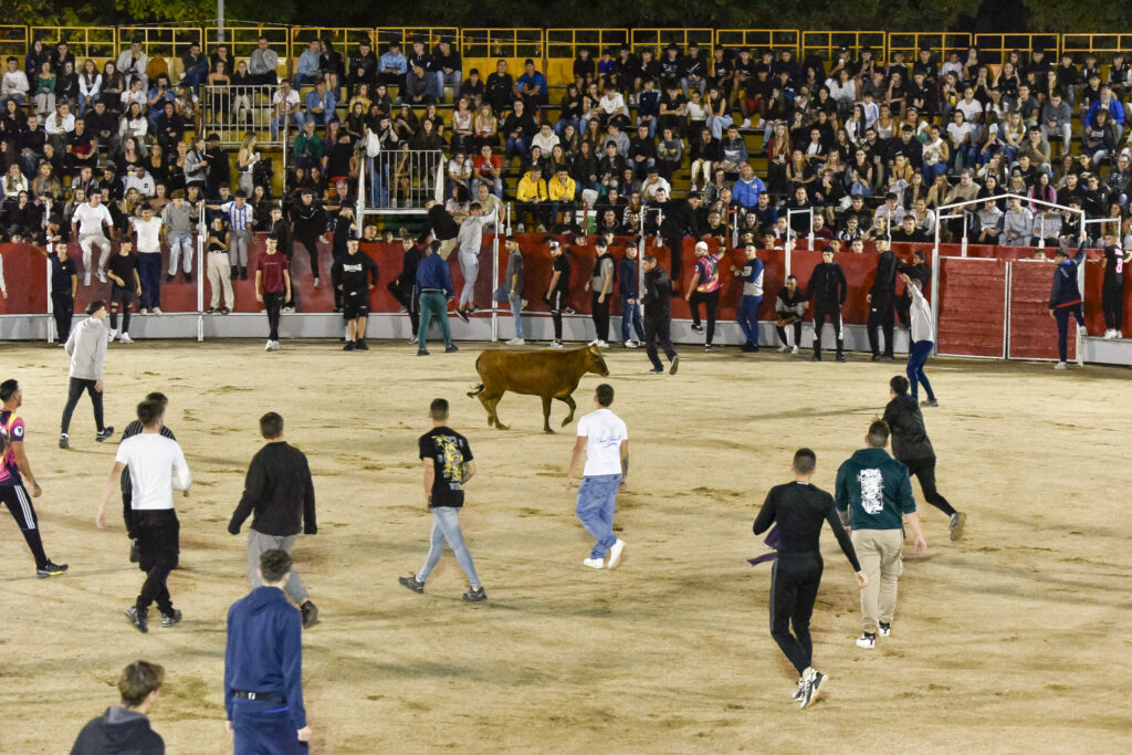 Suelta de vaquillas