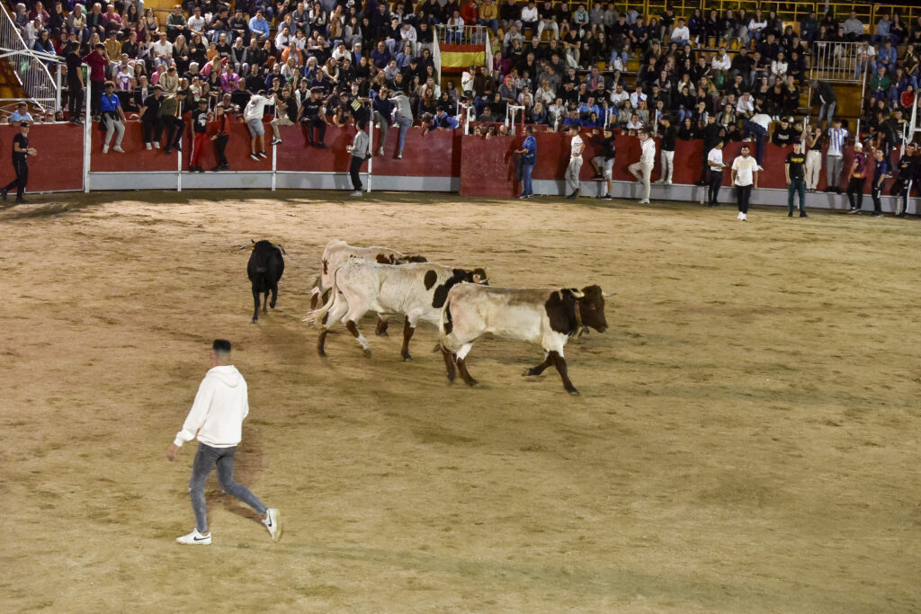 Suelta de vaquillas