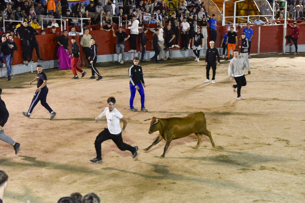 Suelta de vaquillas