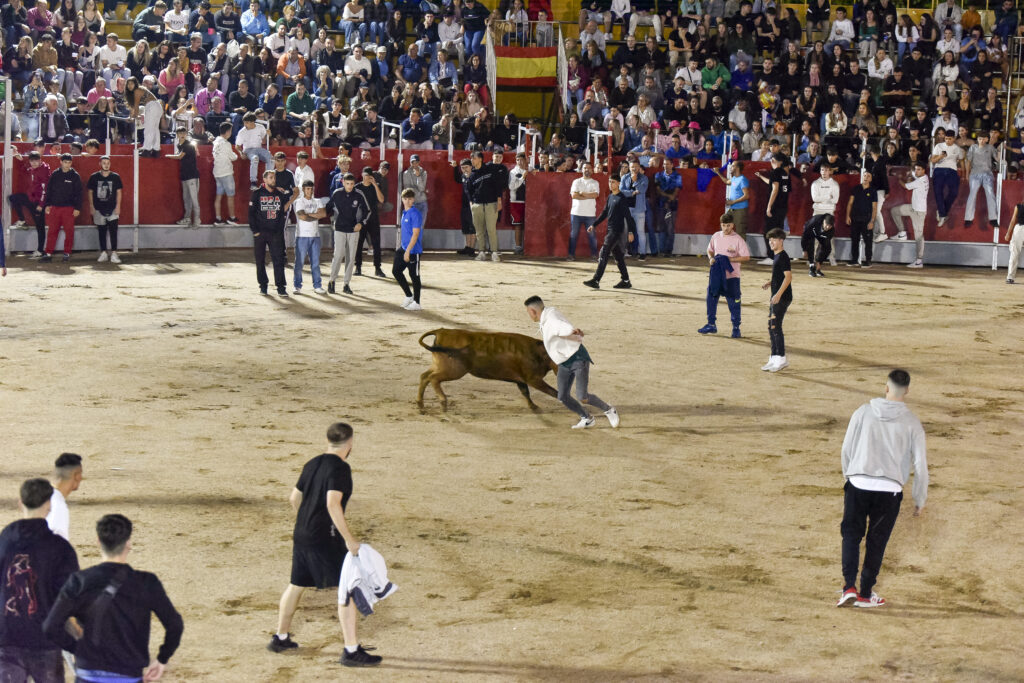 Suelta de vaquillas