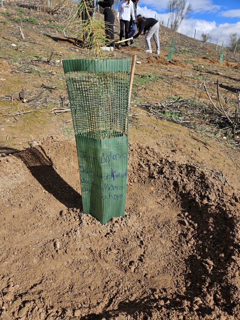 20250212 plantacion arboles ies (16)