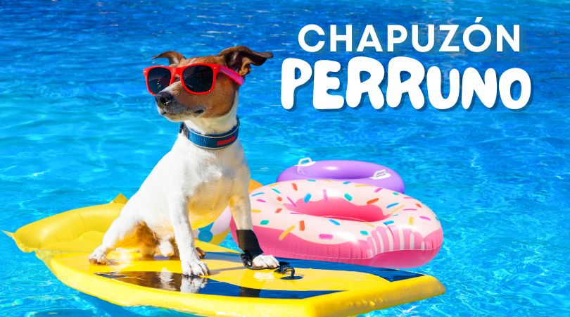 Chapuzón perruno en la piscina de Velilla