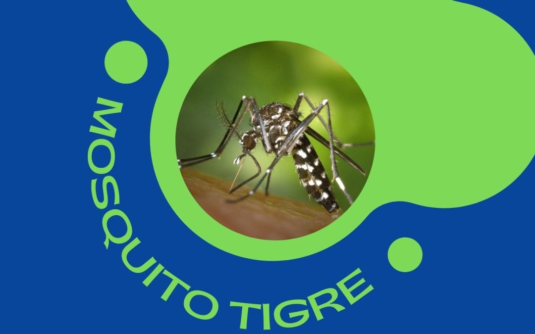 Recomendaciones para el control de la proliferación del mosquito tigre