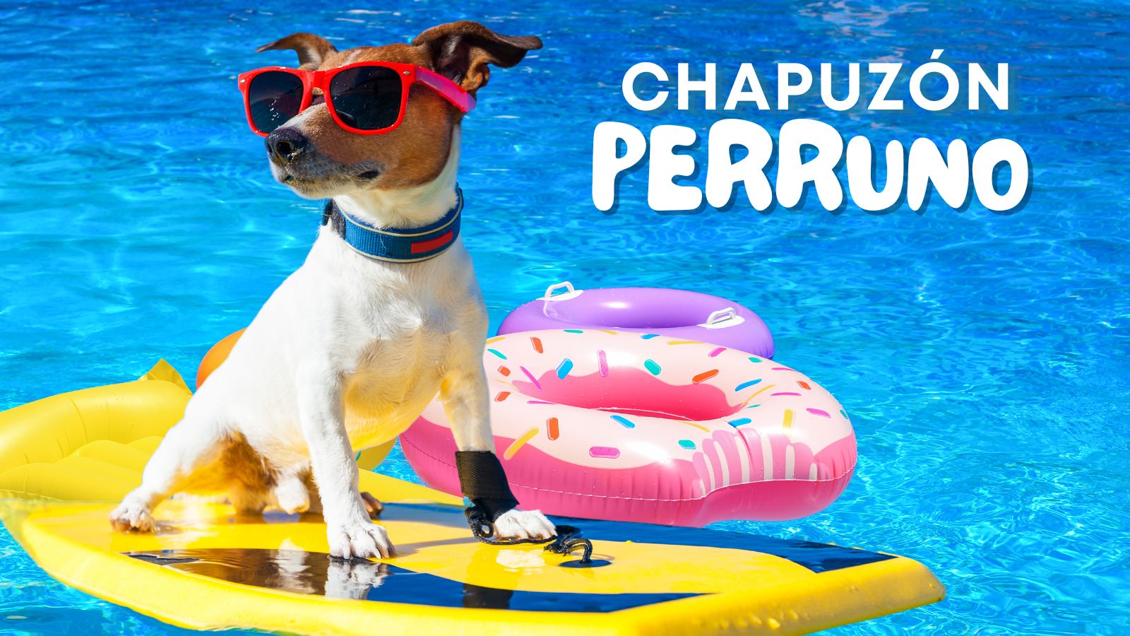 Chapuzón perruno en la piscina de Velilla