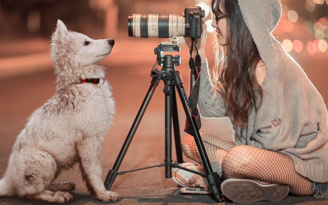 Censar a tu mascota y recoger sus excrementos nos beneficia a todos