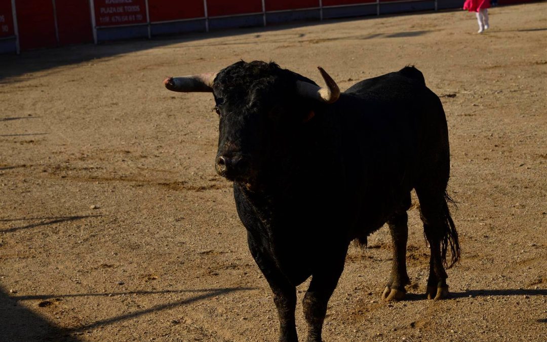 La Alcaldesa de Velilla exigirá responsabilidades a la empresa adjudicataria de los eventos taurinos
