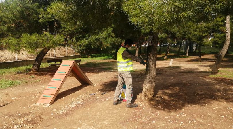 Seguimos apostando por los tratamientos de endoterapia para combatir la procesionaria del pino