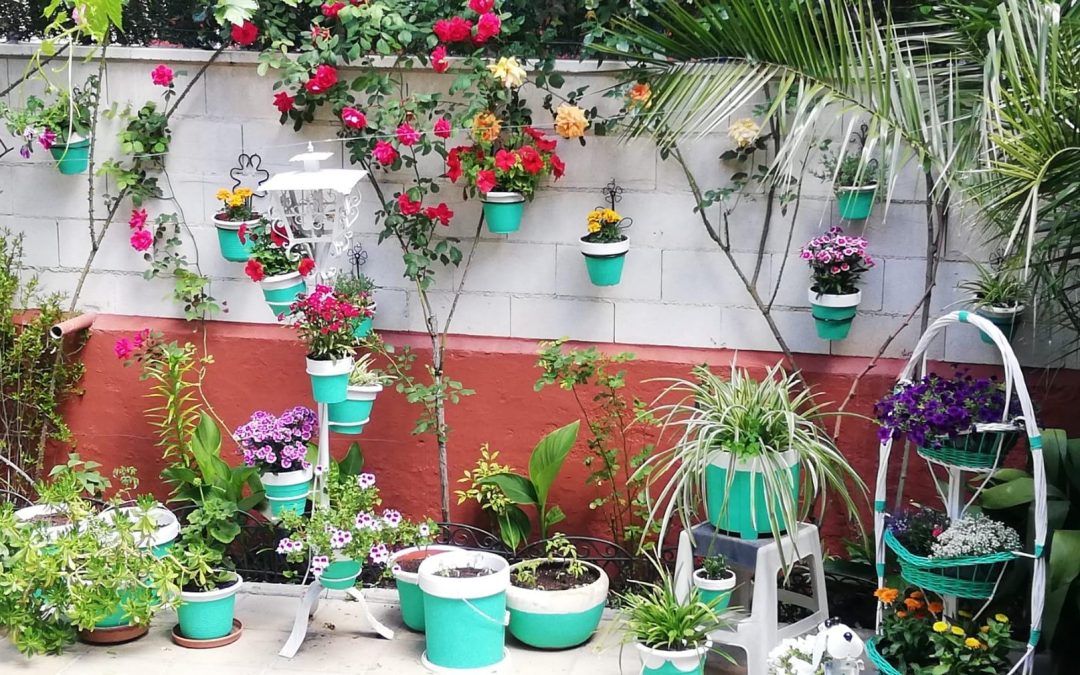 Esta semana, nuestros mayores nos abren las puertas de sus jardines