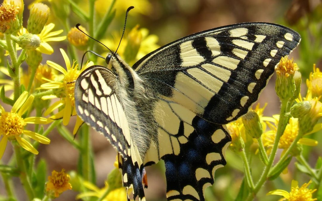 «Conocer es proteger», proyecto de divulgación de la fauna y flora más significativa del Sureste