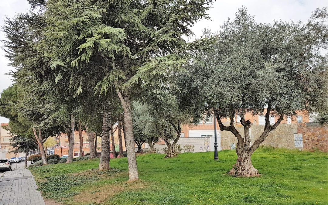 El Ayuntamiento de Velilla está procediendo a la revisión del arbolado del municipio