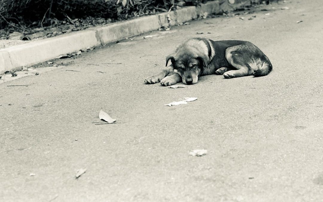 Ya está en marcha el servicio de urgencia de recogida de animales abandonados en la vía pública del Centro de Protección Animal