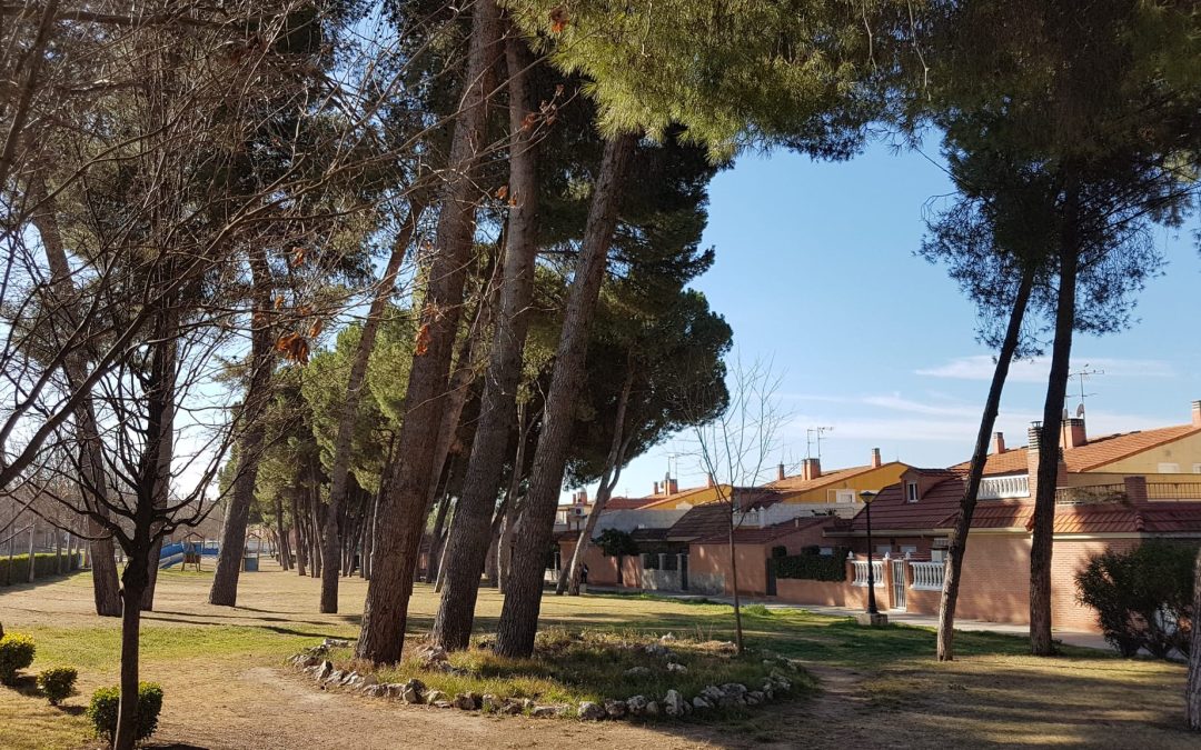 La concejalía de Sanidad informa que la plaga de pulgón en Velilla no supone riesgo para la salud